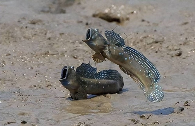 Trong thế giới đại dương rộng lớn, cá thòi lòi luôn là sự tồn tại bí ẩn và hấp dẫn. Loài cá nhỏ và có đốm nhiều màu sắc này nổi tiếng với cách sinh tồn độc đáo, chúng là loài cá hiếm hoi có thể đi trên cạn, bơi dưới nước và thậm chí là leo trèo trên cây.