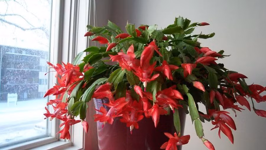 Thời kỳ ra hoa của lan càng cua vào khoảng tháng 12 đến tháng 1 hàng năm. Tùy theo yếu tố môi trường mà thời gian ra hoa có thể sớm hơn hoặc muộn hơn.