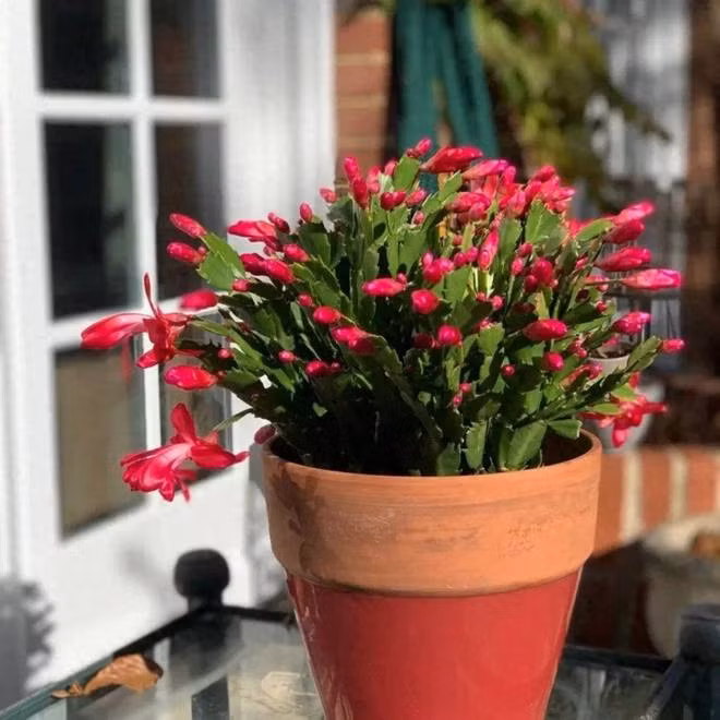 Lan càng cua còn có ngôn ngữ hoa là "chuyển vận". Bởi vì nó trông rất lễ hội và trông đẹp mắt nên nó mang ý nghĩa may mắn. Trồng cây cảnh này trong nhà giúp gia chủ chuyển nguy thành an, biến xui xẻo thanh may mắn, biến nghèo thành giàu, thất bại biến thành công...