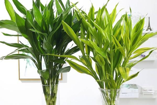  Đây là cây cảnh phong thủy điển hình, mang ý nghĩa cầu may, bình an, tài lộc nên rất được ưa chuộng đặt trong nhà, trên bàn thờ. Dịp Tết Nguyên đán Ất Tỵ, bày cây cảnh này trong nhà có ý nghĩa tốt lành, đại diện cho sự thịnh vượng, thăng tiến, giúp tiến bộ trong học tập và sự nghiệp. 