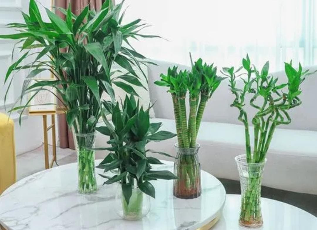 Cây cảnh hồng môn Cây cảnh hồng môn đúng như tên gọi của nó, có ý nghĩa phong thủy là "cánh cửa đỏ" mở ra tương lai may mắn, hạnh phúc cho con người. Minh họa AI