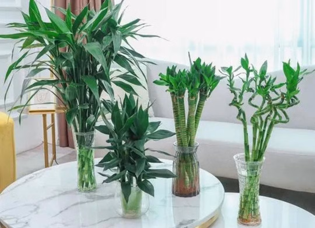 Cây cảnh hồng môn Cây cảnh hồng môn đúng như tên gọi của nó, có ý nghĩa phong thủy là "cánh cửa đỏ" mở ra tương lai may mắn, hạnh phúc cho con người. Minh họa AI