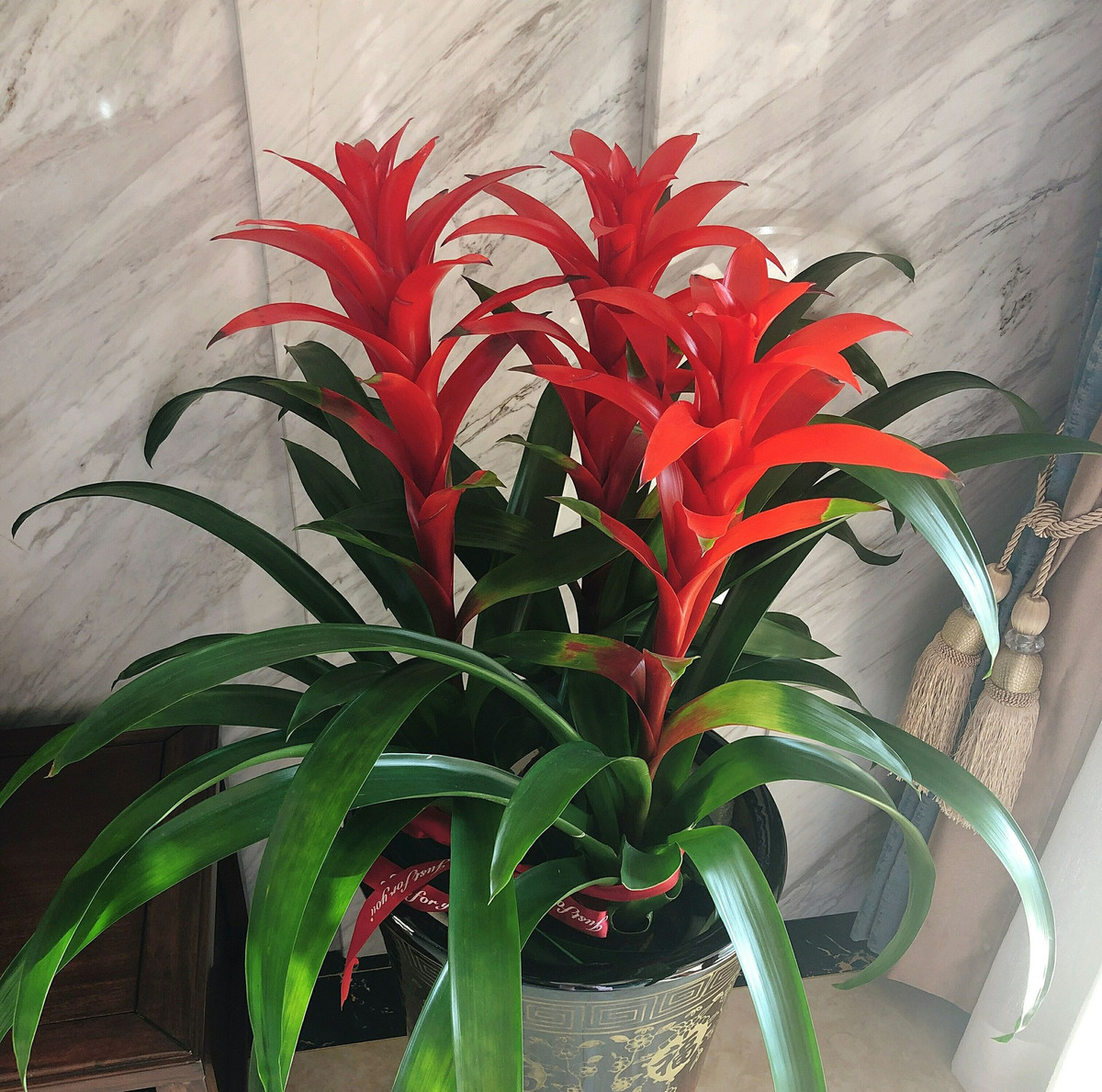 Với hình dạng lá xanh bao quanh 1 bông hoa đỏ rực rỡ đến chói mắt ở giữa, dứa nến cảnh biểu tượng của ngọn lửa ấm áp của tình yêu để mang lại hạnh phúc cho gia đình. Đồng thời, nó còn mang một ý nghĩa về sự cầu chúc cho một năm sung túc sum vầy. Bông hoa đỏ lộng lẫy, may mắn, chiêu tài nên thật hoàn hảo để đặt một chậu cây cảnh này trong nhà vào dịp năm mới.