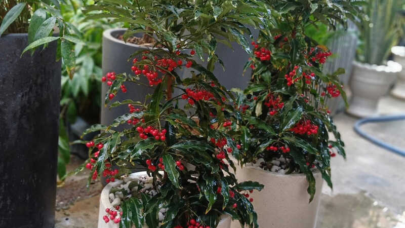  Những chùm quả kim ngân lượng màu đỏ mang đến cho người ta cảm giác ấm áp, nồng nhiệt, vẻ đẹp của tình yêu, thêm cảm giác thành công, vui vẻ, giàu có và cát tường, tràn đầy hạnh phúc và cao quý, có tính trang trí cao. Trồng cây cảnh này vào Tết Ất Tỵ sẽ gửi gắm mong muốn của gia chủ vào năm mới thịnh vượng, tài chính dồi dào và làm ăn phát đạt. 