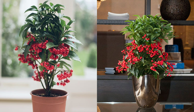 Màu quả đỏ tươi, mỗi cây có 200-1000 quả, đồng đều về màu sắc và kích cỡ, tạo thành sự tương phải mạnh mẽ với màu lá xanh khiến cây cảnh càng rực rỡ, bắt mắt. Theo quan niệm phong thủy, màu đỏ là màu tượng trưng cho sự may mắn. Cây trái sai quả trĩu cành là biểu hiện của ấm no, sung túc. 