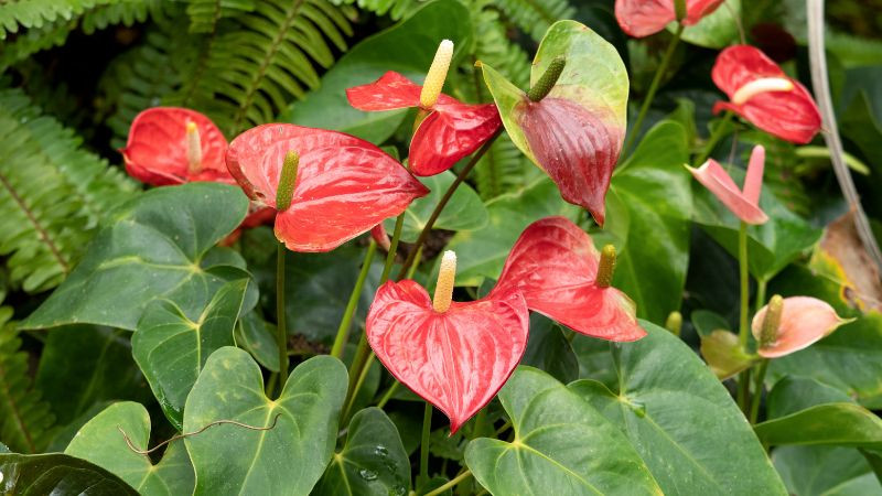 2. Cây cảnh: Hồng môn. Hồng môn là một loại cây thân thảo lâu năm thuộc họ Araceae. Lá xanh và hoa màu đỏ của nó tạo thành sự tương phản rõ nét và mang đến cho con người tác động thị giác mạnh mẽ, mỗi bông hoa và chiếc lá tựa vào nhau. Khung cảnh thật dễ chịu, trong lành và tự nhiên. bắt mắt. 