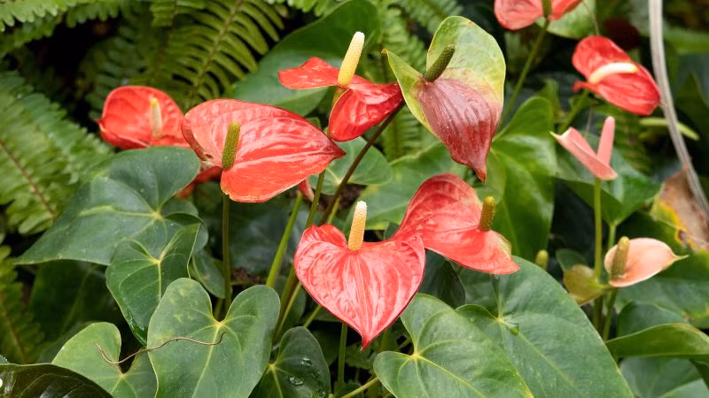 2. Cây cảnh: Hồng môn. Hồng môn là một loại cây thân thảo lâu năm thuộc họ Araceae. Lá xanh và hoa màu đỏ của nó tạo thành sự tương phản rõ nét và mang đến cho con người tác động thị giác mạnh mẽ, mỗi bông hoa và chiếc lá tựa vào nhau. Khung cảnh thật dễ chịu, trong lành và tự nhiên. bắt mắt. 