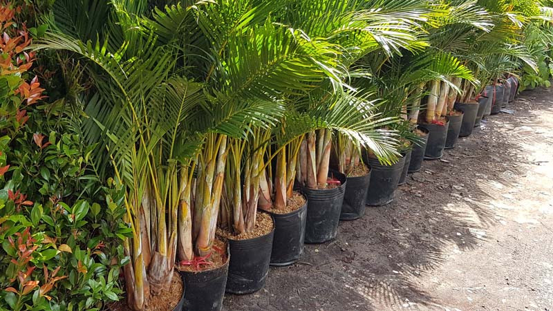  Mang lại may mắn: Cây cảnh này được coi là điềm lành và việc đặt nó trong nhà có thể mang lại may mắn, tài lộc. Trong phong thủy, dừa cảnh được coi là loại cây mang lại may mắn, phú quý, có thể gia tăng tài lộc cho gia đình. 