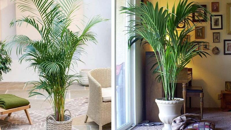  Bạn có thể đặt cây cảnh này trong sân, có thể làm tăng năng lượng dương cho gia đình. Nó có thể được đặt dưới bóng cây để tăng cường dương khí và làm cho phong thủy mạnh mẽ hơn.