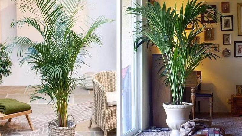  Bạn có thể đặt cây cảnh này trong sân, có thể làm tăng năng lượng dương cho gia đình. Nó có thể được đặt dưới bóng cây để tăng cường dương khí và làm cho phong thủy mạnh mẽ hơn.