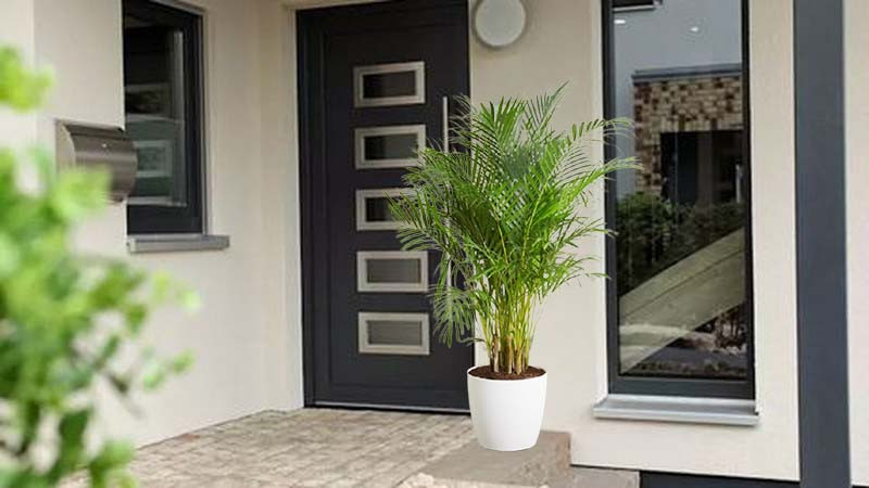 Thịnh vượng và tích lũy của cải: Cây cảnh này thích hợp nhất là đặt ở vị trí tài chính của ngôi nhà. Bạn có thể đặt cây hướng dương ở vị trí phía Đông Nam của phòng khách, điều này sẽ giúp vị trí tài chính thu hút được tài lộc và có tác dụng gia tăng tài vận. 