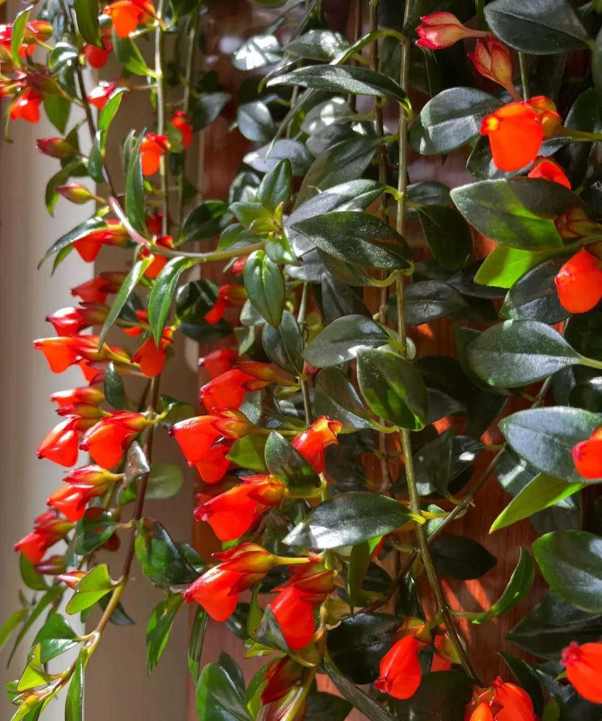  Cá vàng. Cây cảnh cá vàng, thuộc họ Tai voi, có tên khoa học là Nematanthus wettsteinii, tên tiếng Anh là Goldfish plant và có nguồn gốc từ Mexico. 