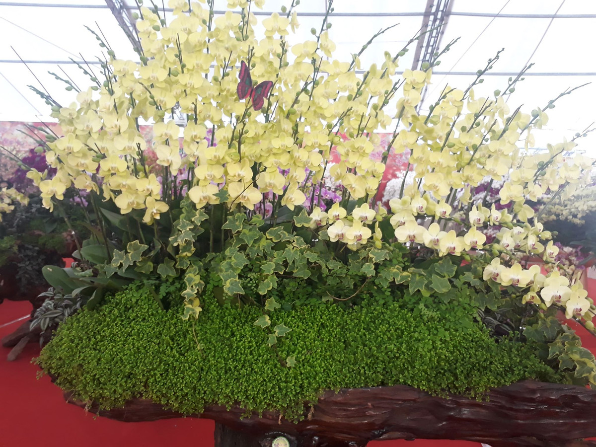 Hoa lan hồ điệp có thể được đặt trước gương, trên bàn ăn, tiền sảnh và các khu vực khác, làm cho toàn bộ không gian trở nên sống động, trang nhã, thời trang và quyến rũ. 