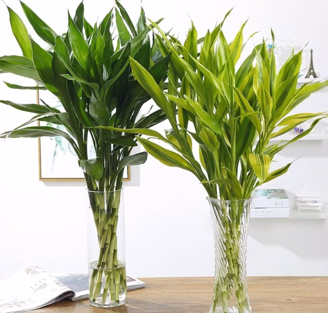  Thân cây phát tài phát lộc cao và thẳng, lá có màu xanh ngọc lục bảo, tràn đầy sức sống khỏe mạnh. Xu hướng phát triển tổng thể khiến mọi người trông vui vẻ. Nó không chỉ làm cho môi trường xung quanh tươi đẹp mà còn tràn ngập ánh sáng hy vọng, mang lại may mắn và tài lộc. Khi cây cảnh này nở hoa càng là điềm lành may mắn. 