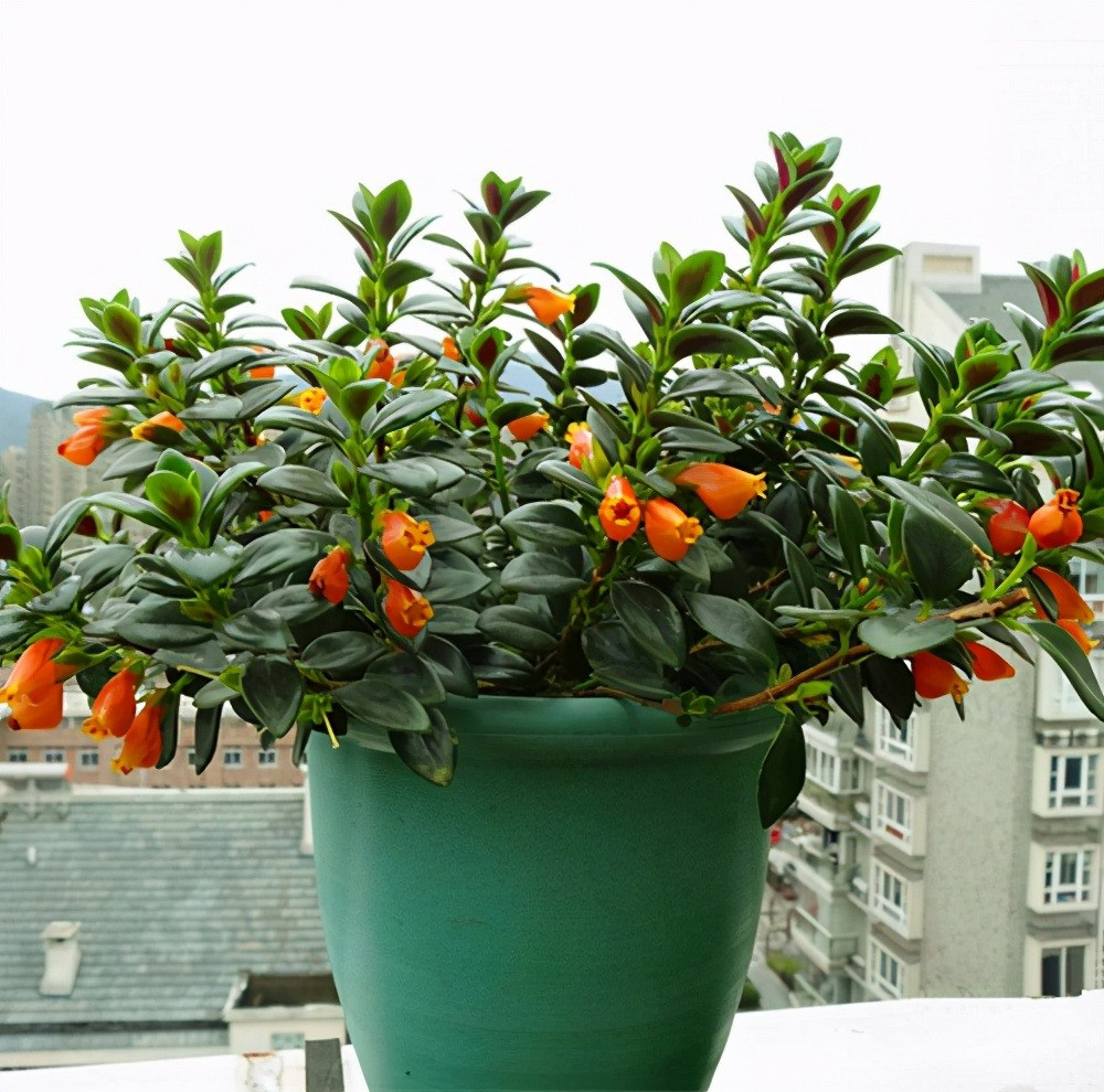 Những “chú cá vàng” nên cành cũng giống như treo vàng treo bạc trong nhà. Do đó, nhiều người tin rằng trồng cây cảnh cá vàng trong nhà sẽ mang lại nhiều may mắn cho gia chủ, giúp sự nghiệp ngày càng thuận lợi, ăn nên làm ra "dư dả quanh năm", gia đình ngày một ấm êm, hạnh phúc. 