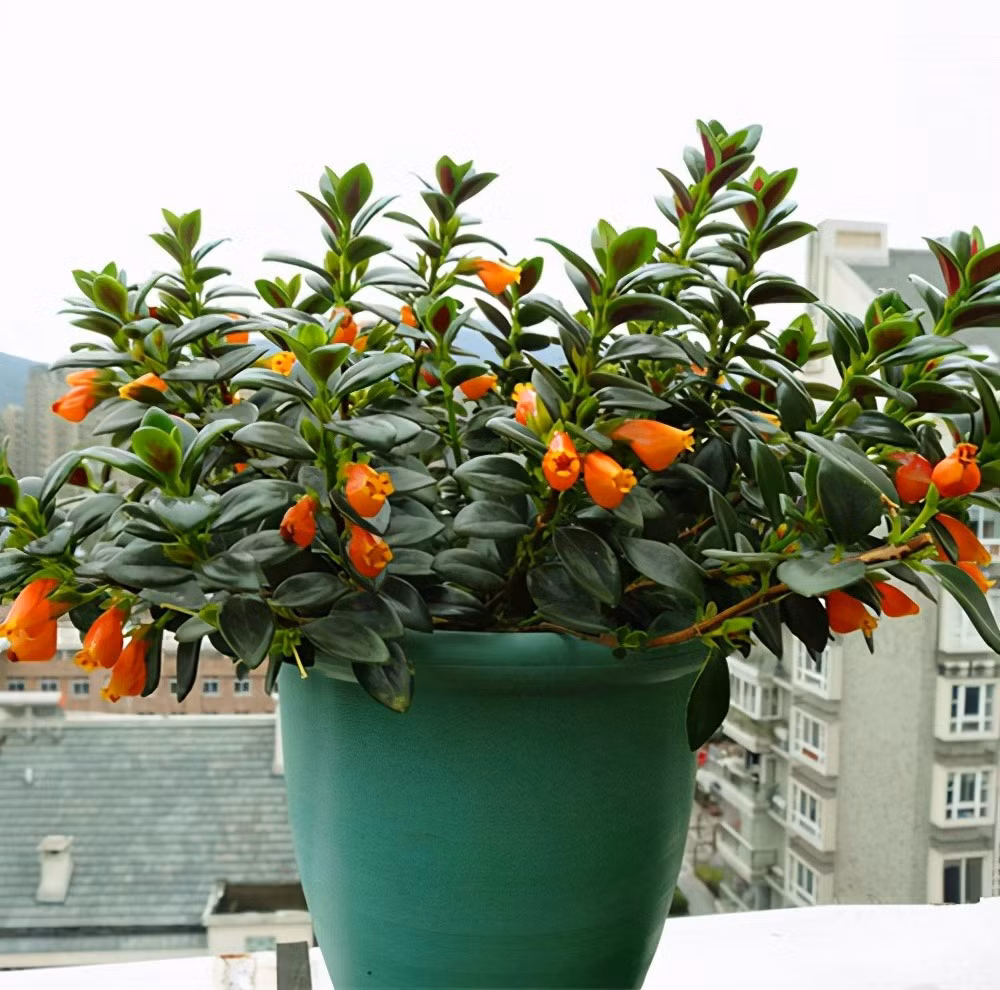 Những “chú cá vàng” nên cành cũng giống như treo vàng treo bạc trong nhà. Do đó, nhiều người tin rằng trồng cây cảnh cá vàng trong nhà sẽ mang lại nhiều may mắn cho gia chủ, giúp sự nghiệp ngày càng thuận lợi, ăn nên làm ra "dư dả quanh năm", gia đình ngày một ấm êm, hạnh phúc. 