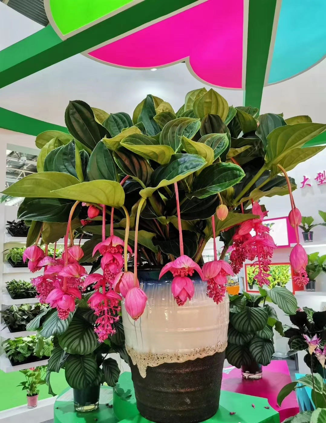  Cây cảnh này cũng có ý nghĩa như một lời chúc tốt lành đầu năm mới, cây nở hoa càng rực rỡ càng dự báo điềm lành đến với gia đình. Vì vậy, nhiều người rất thích trồng cây cảnh này vào dịp đầu năm mới.