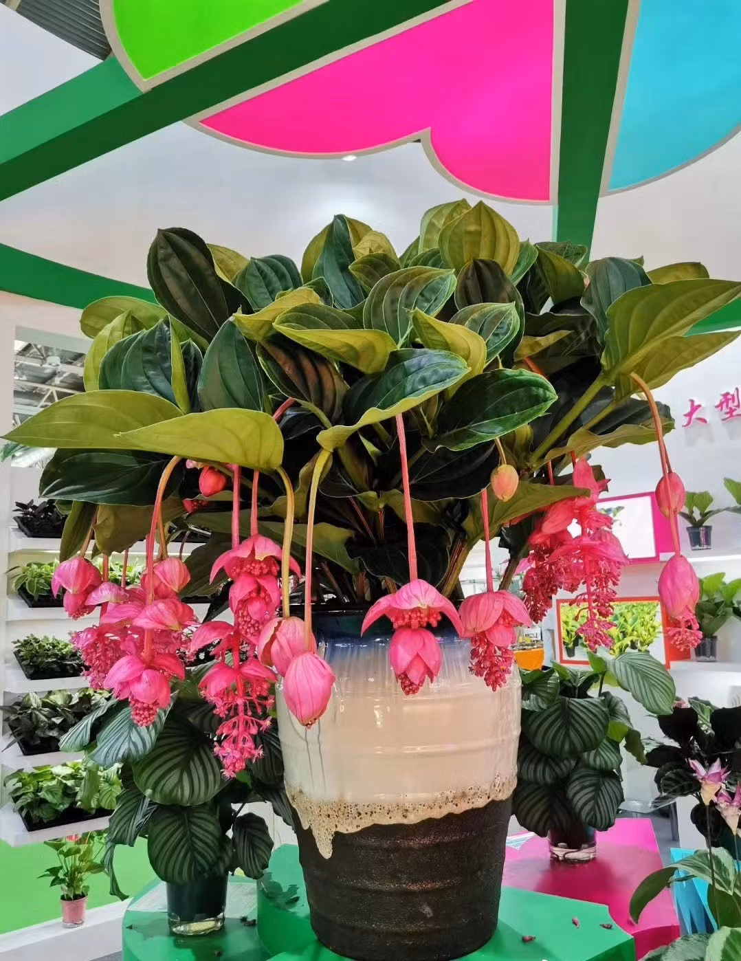  Cây cảnh này cũng có ý nghĩa như một lời chúc tốt lành đầu năm mới, cây nở hoa càng rực rỡ càng dự báo điềm lành đến với gia đình. Vì vậy, nhiều người rất thích trồng cây cảnh này vào dịp đầu năm mới.