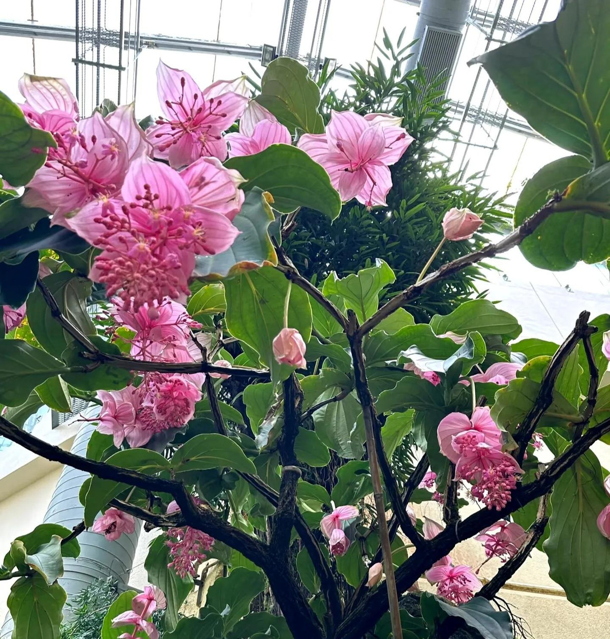  Loài hoa này được mệnh danh là Hermes của thế giới thực vật. Nó có vẻ đẹp rất kiều diễm, lộng lẫy, sang chảnh, cực kỳ phù hợp với không khí lễ hội của Tết Nguyên đán. Lá của hòn ngọc viện đông có hình bầu dục, có gân rõ ràng và màu xanh đậm trên nền lá, hoa trông tinh tế, vô cùng xinh đẹp, sang trọng và quý phái. 