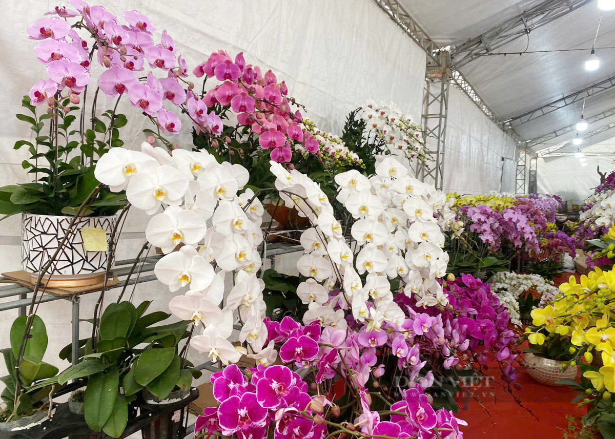  Vẻ ngoài lộng lẫy, lễ hội, ý nghĩa chào đón năm mới tốt lành nên lan hồ điệp là loài hoa được bán chạy vào Tết Nguyên đán. Nhà nào cũng muốn trưng một bình hoa lộng lẫy, sang chảnh và tốt lành trong nhà.