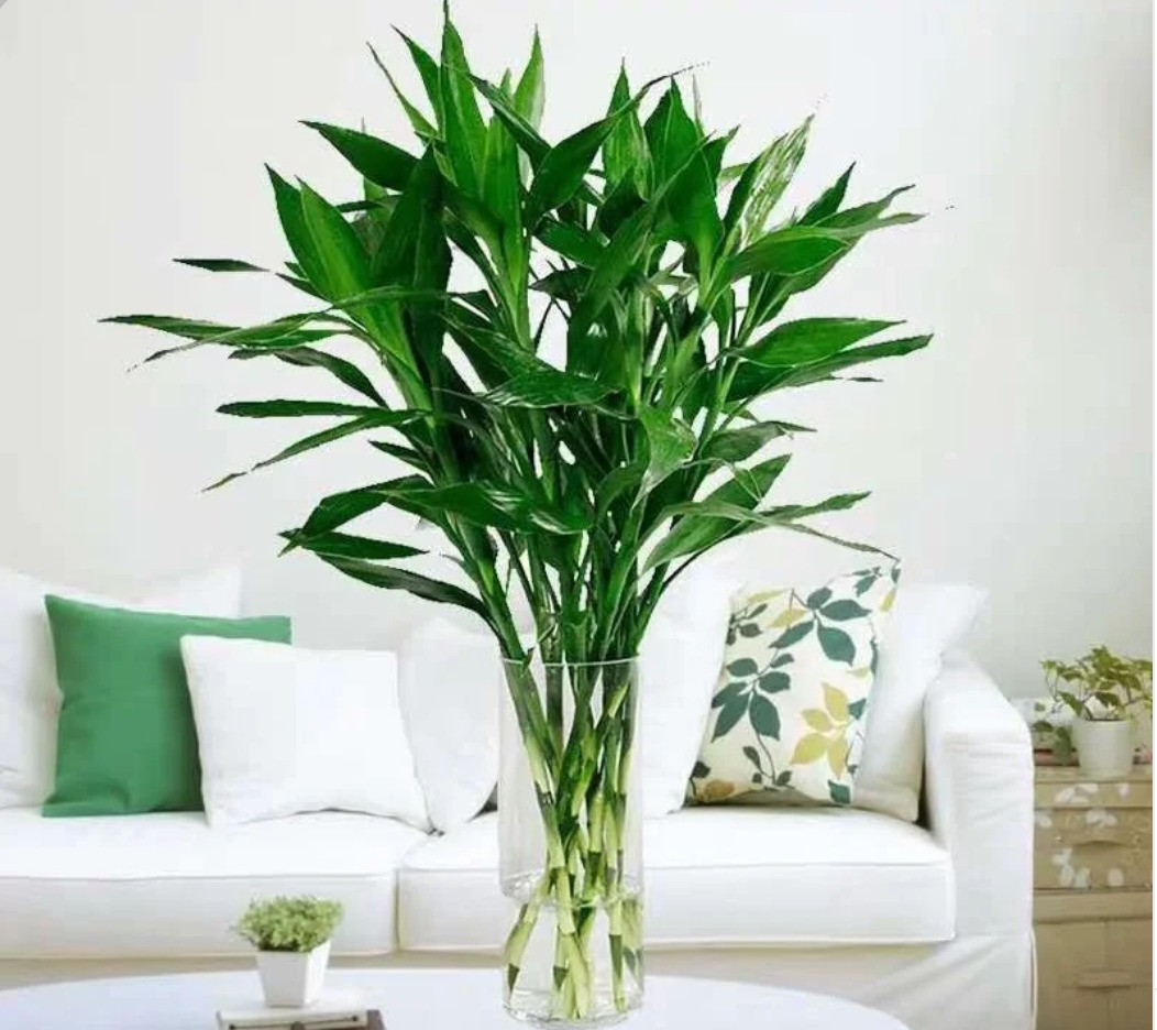 Phát tài phát lộc. Phát tài phát lộc (tên tiếng Anh là Lucky bamboo - cây tre may mắn, tên khoa học là Dracaena Sanderiana) là cây cảnh có thân cây khỏe, cao và thẳng, lá xanh tươi, vô cùng dễ dàng chăm sóc. 