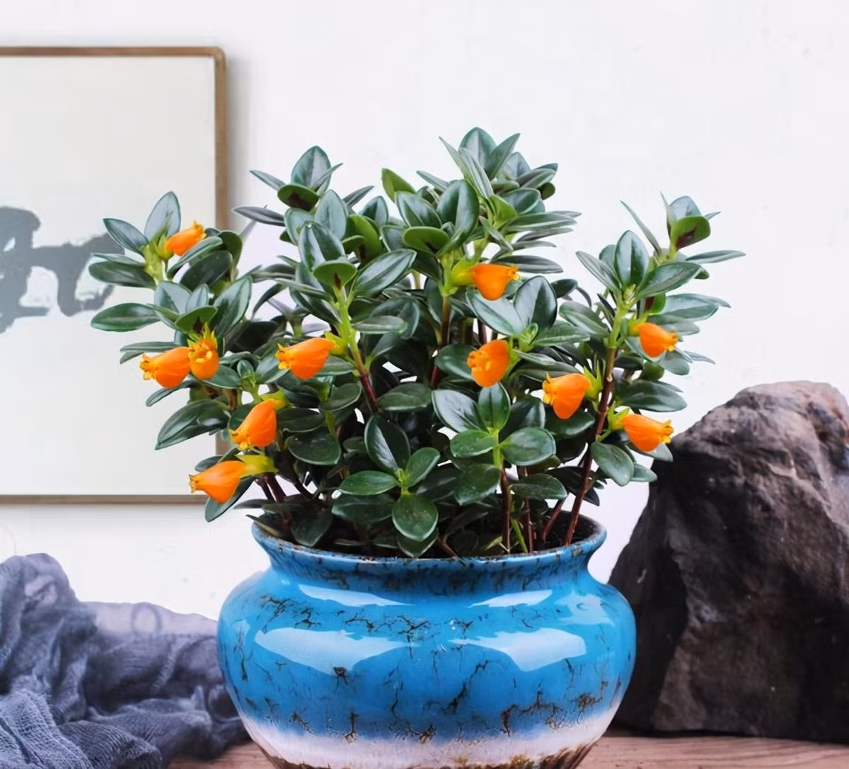  Cây cảnh cá vàng có hoa màu vàng cam, cam đỏ mọc lên từ nách lá. Hoa có dạng hình túi như bụng con cá, đầu hoa có lỗ nhỏ như miệng con cá đang mở ra để ăn mồi, trông rất dễ thương, sinh động, y như cá thật.