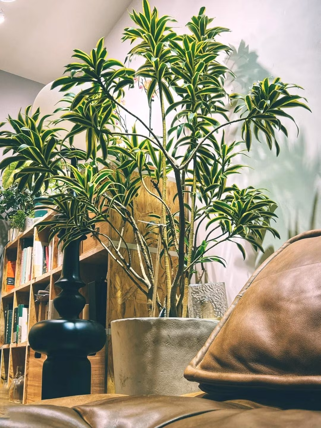  Trúc bách hợp là cây cảnh có những chiếc lá xinh đẹp, xanh mướt, tạo hình thanh mảnh, duyên dáng mang lại cho con người cảm giác nhẹ nhàng, bay bổng.