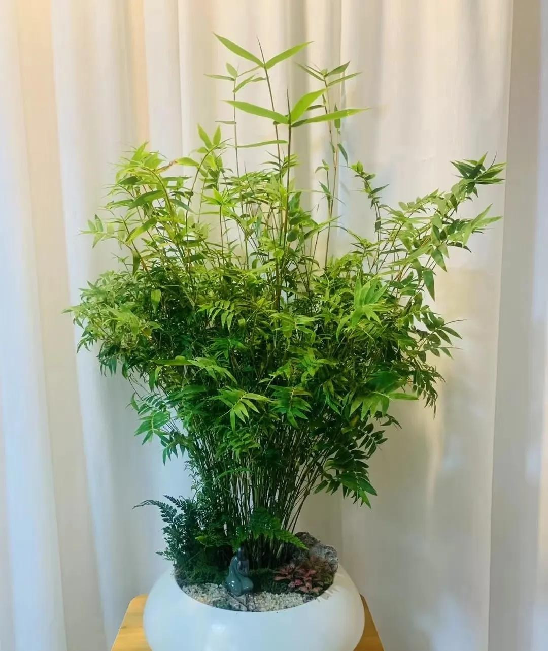  2. Cây cảnh: Tre lúa. Những cành tre lúa mảnh mai, thẳng tắp, mang lại vẻ duyên dáng khó cưỡng. Cùng với hương tre tươi mát và tinh tế, cả căn phòng toát lên một bầu không khí sang trọng, khiến người ta chỉ cần nhìn vào là cảm thấy sảng khoái và tràn đầy năng lượng. 