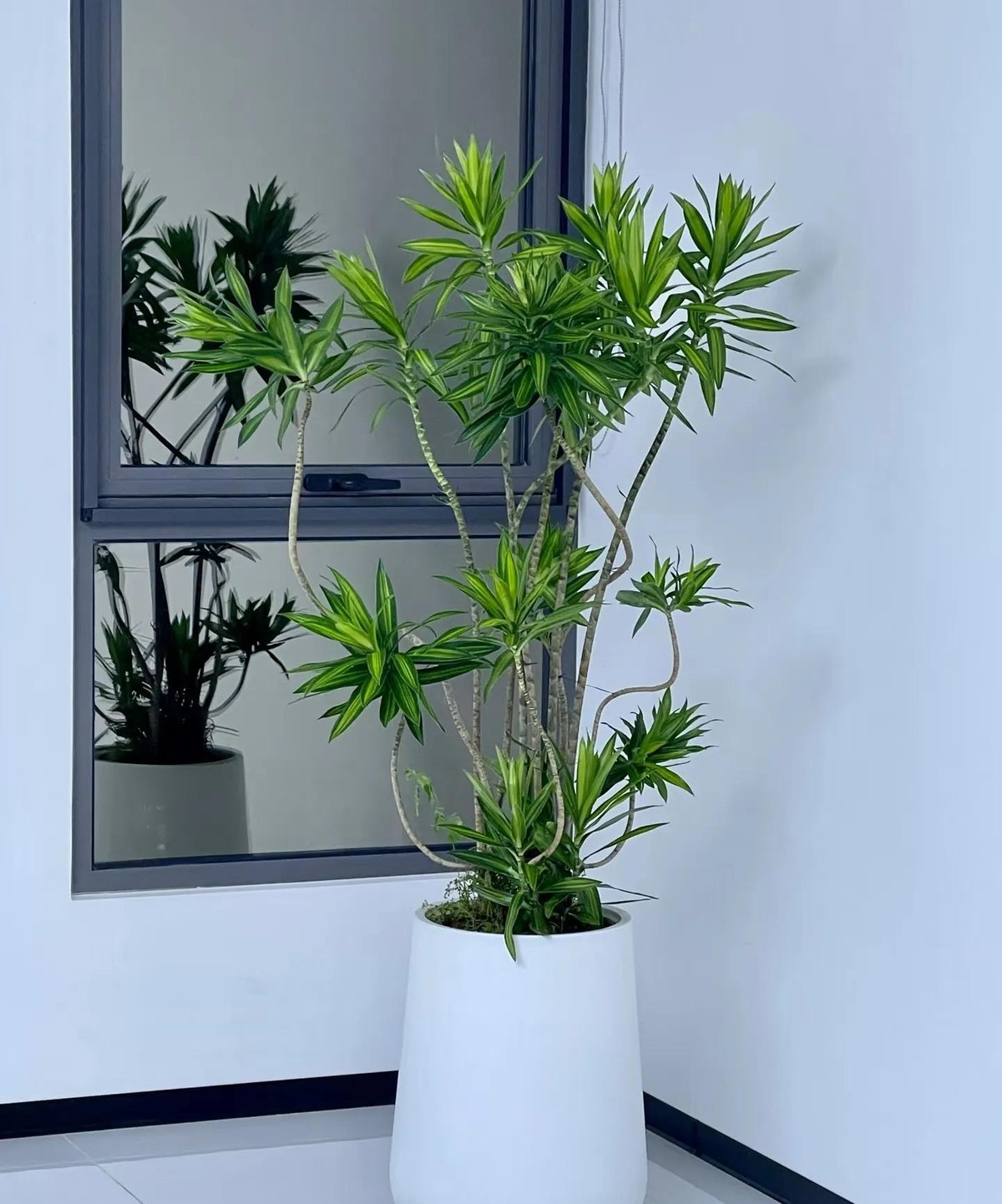 4. Cây cảnh: Trúc bách hợp. Mặc dù có tên là trúc bách hợp (phất dụ trúc) nhưng cây cảnh này không liên quan đến tre trúc hay hoa bách hợp (hoa huệ tây) mà thuộc họ Dracaenaceae (Phất dụ) và có tên khoa học là Dracaena reflexa. 