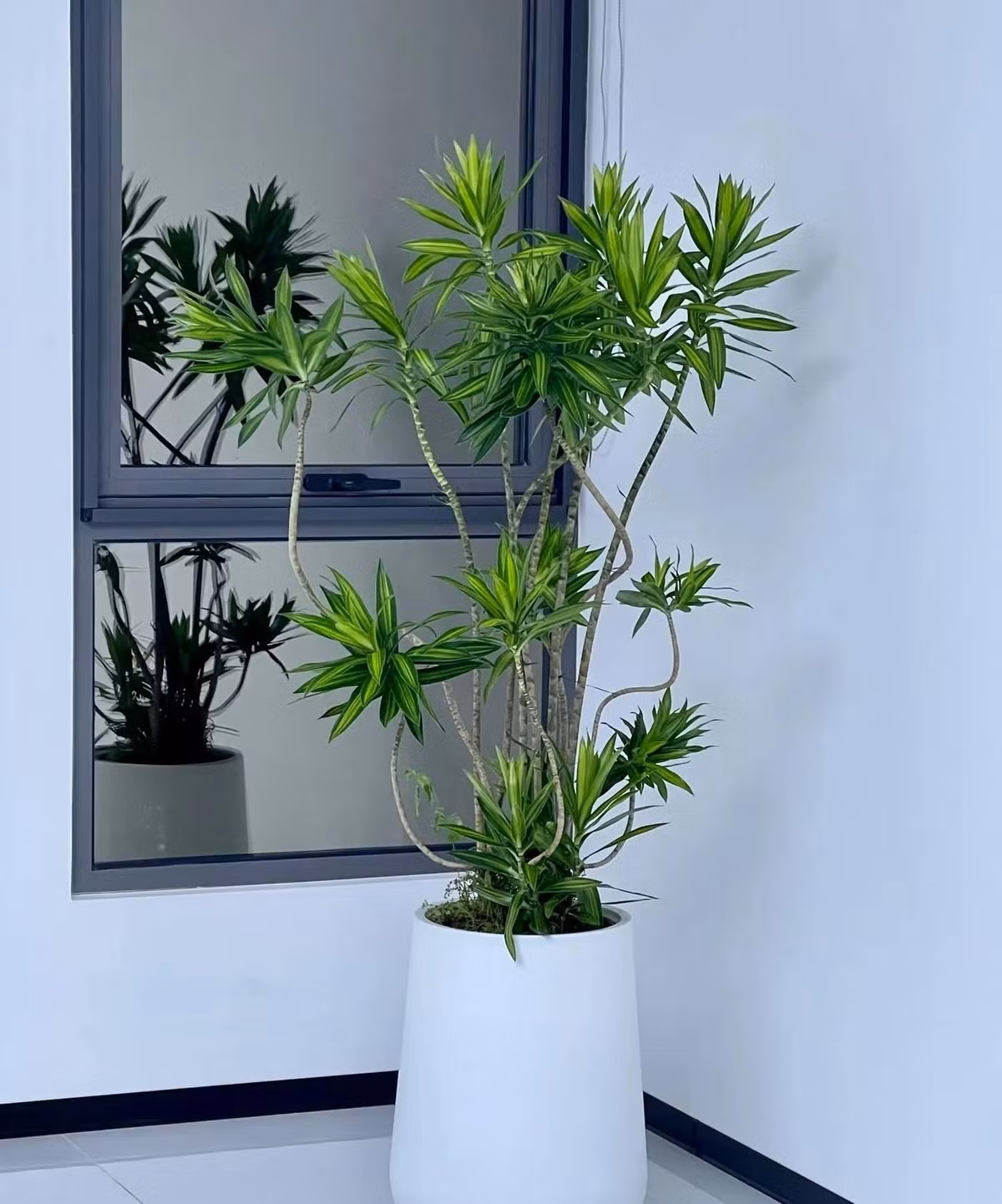 4. Cây cảnh: Trúc bách hợp. Mặc dù có tên là trúc bách hợp (phất dụ trúc) nhưng cây cảnh này không liên quan đến tre trúc hay hoa bách hợp (hoa huệ tây) mà thuộc họ Dracaenaceae (Phất dụ) và có tên khoa học là Dracaena reflexa. 