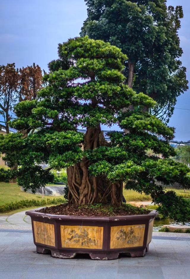  3. Người xưa nói: Trồng tùng La Hán trước nhà, của cải truyền qua nhiều thế hệ. Loại cây bonsai cuối cùng người xưa khuyên bạn nên trồng trong sân là cây tùng La Hán. Hình dáng cây của nó đẹp hơn mộc hương và bóng tuyết. 