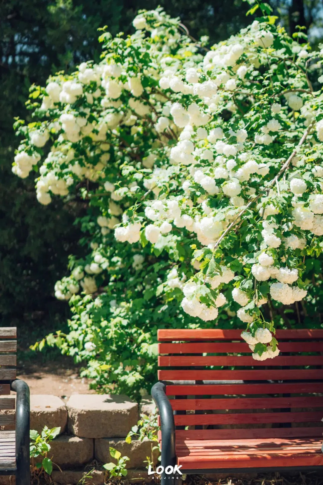 Những bông hoa của của cây cảnh này rất đặc biệt, một bông hoa có kích cỡ nhỏ bình thường nhưng khi hàng trăm bông tụ lại với nhau như quả bóng thì lại vô cùng ấn tượng. Theo người xưa, từ cành lá sum suê và hoa nở trĩu cành có thể thấy, bóng tuyết tượng trưng cho sự thịnh vượng, sung túc. 