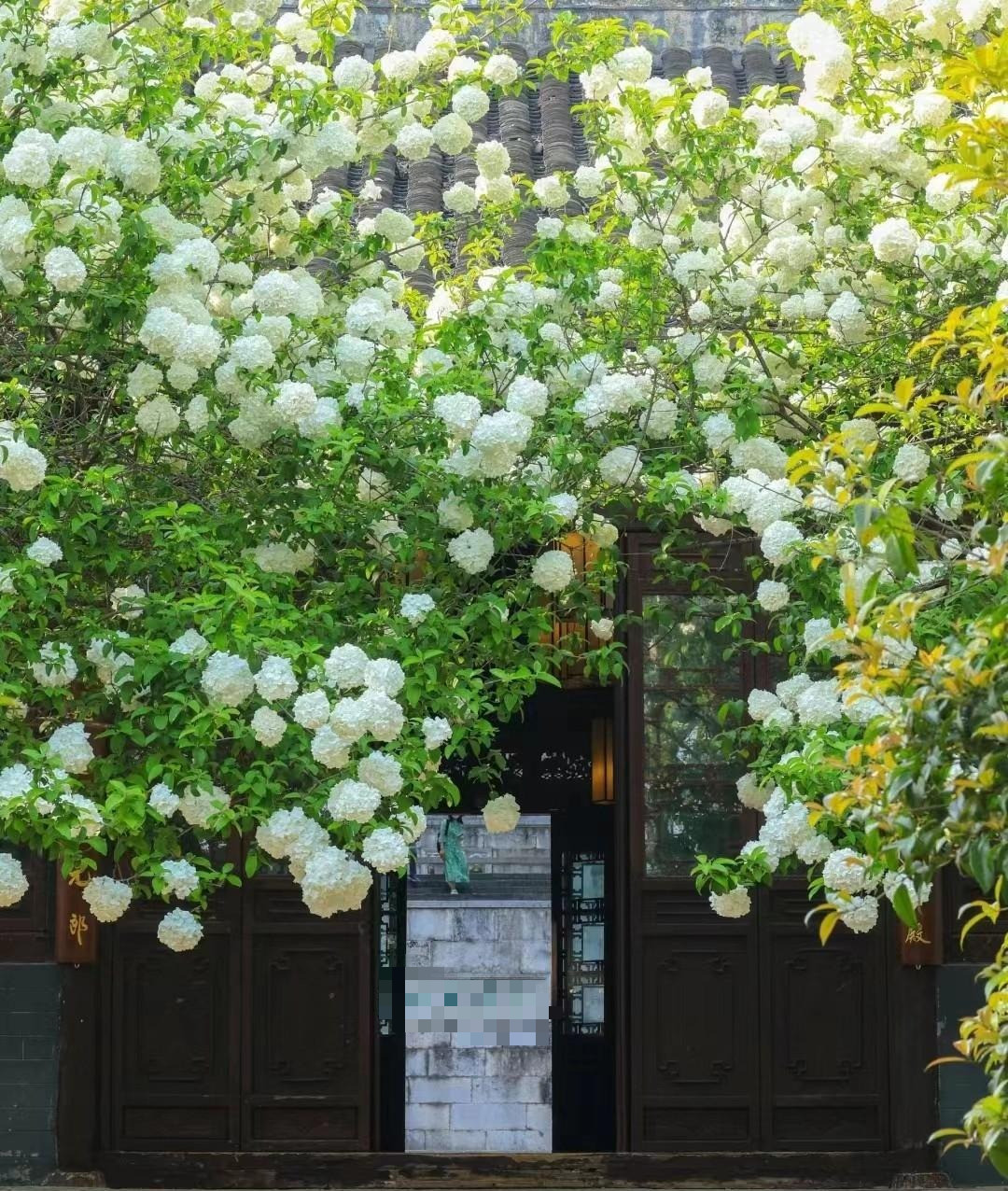  Người xưa cho rằng, bóng tuyết không chỉ mang cho không gian sự tươi mới, mà còn có mang ý nghĩa phong thủy tốt đẹp giúp cho gia chủ có nhiều may mắn trong cuộc sống, tài lộc dồi dào. Nhiều người còn cho rằng, trồng cây cảnh bóng tuyết trong sân có nghĩa là điềm lành đến nhà, xua đuổi thị phi. 