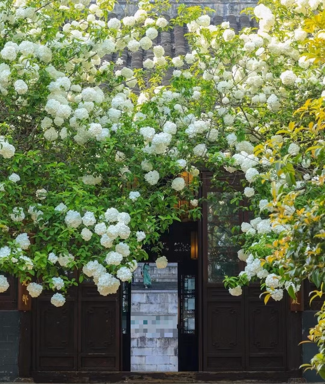  Người xưa cho rằng, bóng tuyết không chỉ mang cho không gian sự tươi mới, mà còn có mang ý nghĩa phong thủy tốt đẹp giúp cho gia chủ có nhiều may mắn trong cuộc sống, tài lộc dồi dào. Nhiều người còn cho rằng, trồng cây cảnh bóng tuyết trong sân có nghĩa là điềm lành đến nhà, xua đuổi thị phi. 