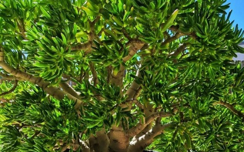  Đặt cây cảnh này trên bàn làm việc ở nhà hoặc trong văn phòng dường như hàm ý rằng cuộc sống và sự nghiệp phát triển, tiền bạc cứ tự nhiên theo về. Loài mọng nước ít cần bảo trì này có nguồn gốc từ Nam Phi và phát triển tốt nhất ở nhiệt độ ấm áp, nhiều ánh nắng chói chang và đất nhiều sạn, thoát nước tốt. 