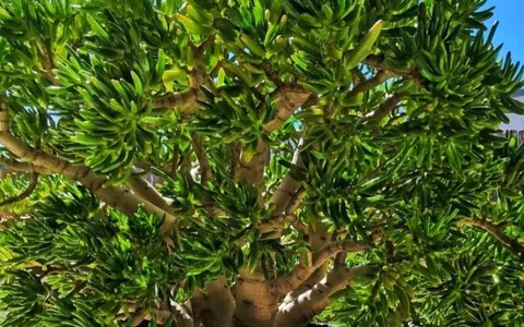  Đặt cây cảnh này trên bàn làm việc ở nhà hoặc trong văn phòng dường như hàm ý rằng cuộc sống và sự nghiệp phát triển, tiền bạc cứ tự nhiên theo về. Loài mọng nước ít cần bảo trì này có nguồn gốc từ Nam Phi và phát triển tốt nhất ở nhiệt độ ấm áp, nhiều ánh nắng chói chang và đất nhiều sạn, thoát nước tốt. 