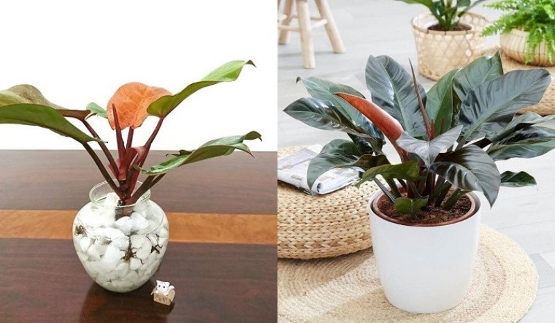 Nhờ vẻ ngoài tươi tốt và ít phải chăm sóc, cây cảnh này đã trở thành loại cây trồng trong nhà phổ biến đối với những người đam mê hoa philodendron cũng như những người yêu thích cây trồng trong nhà.