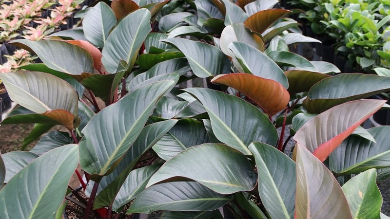 Cây cảnh trầu bà đế vương đỏ có một địa vị không thể bỏ qua trong phong thủy. Chúng có thể hấp thụ của cải từ mọi hướng và còn có thể điều khiển ngôi nhà, xua đuổi tà ma. Cây cảnh này có thể được gọi là linh vật của ngôi nhà. Cây cảnh này còn là bậc thầy trong việc thanh lọc không khí, khả năng hấp thụ khí độc hại và giải phóng oxy cũng xuất sắc không kém.