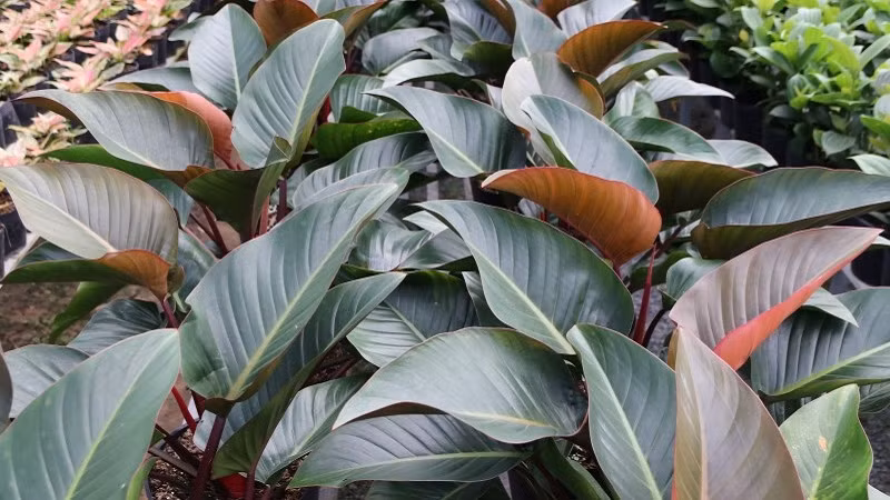 Cây cảnh trầu bà đế vương đỏ có một địa vị không thể bỏ qua trong phong thủy. Chúng có thể hấp thụ của cải từ mọi hướng và còn có thể điều khiển ngôi nhà, xua đuổi tà ma. Cây cảnh này có thể được gọi là linh vật của ngôi nhà. Cây cảnh này còn là bậc thầy trong việc thanh lọc không khí, khả năng hấp thụ khí độc hại và giải phóng oxy cũng xuất sắc không kém.