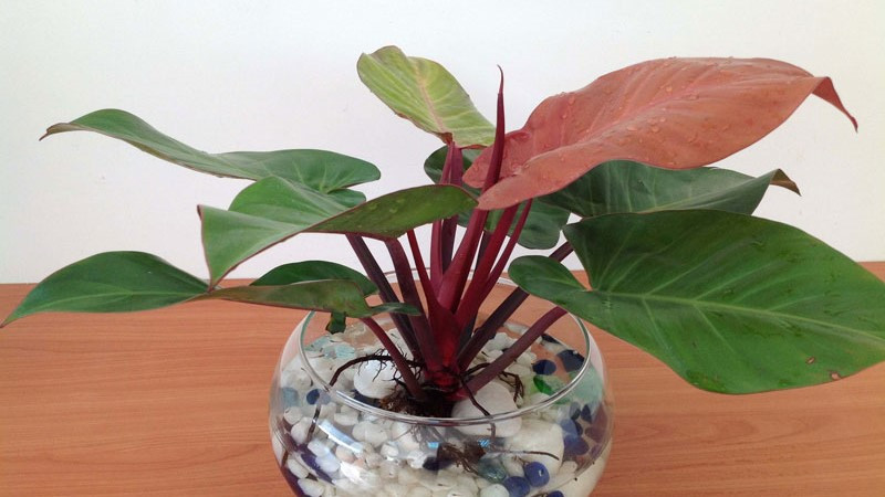 Trầu bà đế vương đỏ là con lai của cây Philodendron tatei và cây Philodendron imperial red. Nó thường bị nhầm lẫn với cây mẹ Philodendron imperial red, do hình dạng và màu sắc lá tương tự nhau. Trên thực tế, cả hai loài philodendron này thường được gọi bằng biệt danh Philodendron "red congo".
