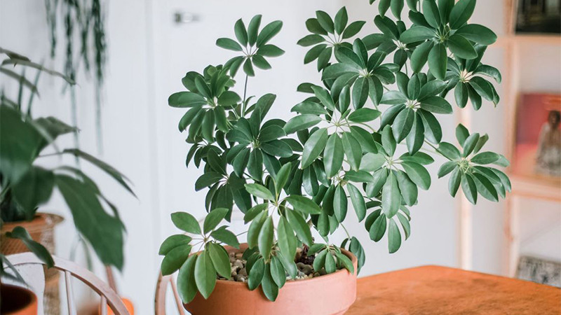  Ngoài ra, cây cảnh này có khả năng chống lại các loại khí độc hại mạnh. Các chất độc như formaldehyde và nicotin rất sợ cây cảnh này. Dù bạn ở nhà cũ hay nhà mới cũng nên đặt cây cảnh này để tốt cho sức khỏe và thu hút sự giàu có.