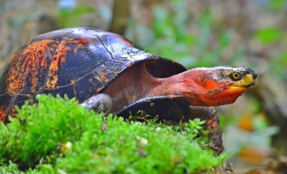 Tình trạng săn bắt quá mức đã khiến số lượng rùa hộp trán vàng suy giảm nghiêm trọng. Hiện nay, loài rùa này được xếp vào danh sách 50 loài nguy cấp nhất thế giới, đồng thời là một trong ba loài rùa có giá trị nhất hiện nay.