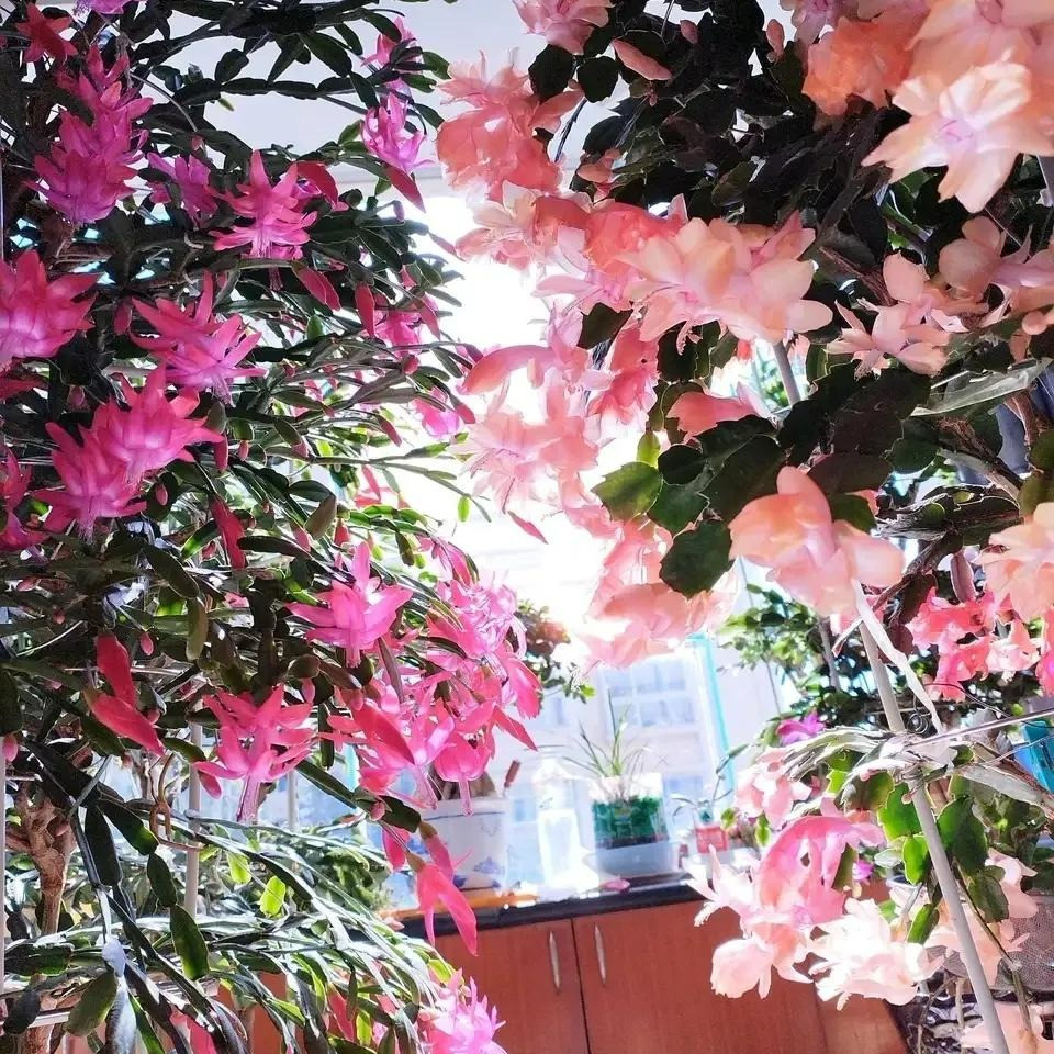 Tặng hoa ngày Tết, đừng gửi nhầm kẻo mất quan hệ - Hình 5 Tang hoa ngay Tet, dung gui nham keo mat quan he-Hinh-5