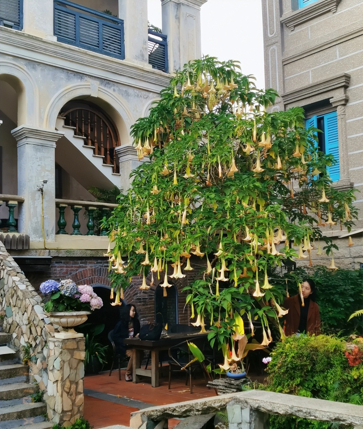 Tặng hoa ngày Tết, đừng gửi nhầm kẻo mất quan hệ - Hình 3 Tang hoa ngay Tet, dung gui nham keo mat quan he-Hinh-3