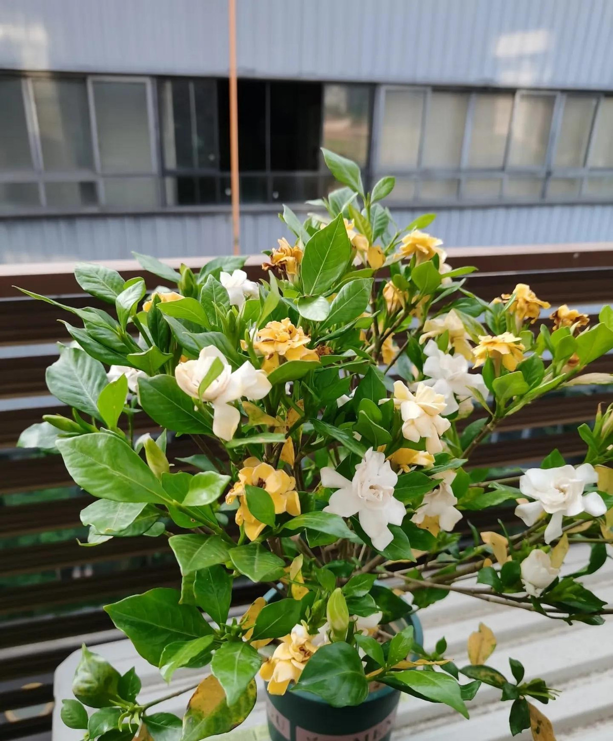 Tặng hoa ngày Tết, đừng gửi nhầm kẻo mất quan hệ - Hình 6 Tang hoa ngay Tet, dung gui nham keo mat quan he-Hinh-6