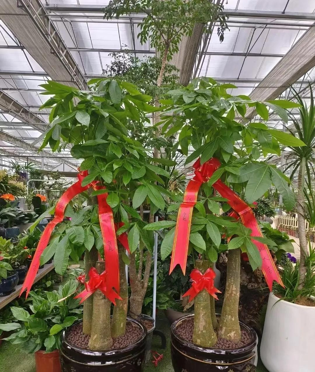 Tặng hoa ngày Tết, đừng gửi nhầm kẻo mất quan hệ - Hình 4 Tang hoa ngay Tet, dung gui nham keo mat quan he-Hinh-4