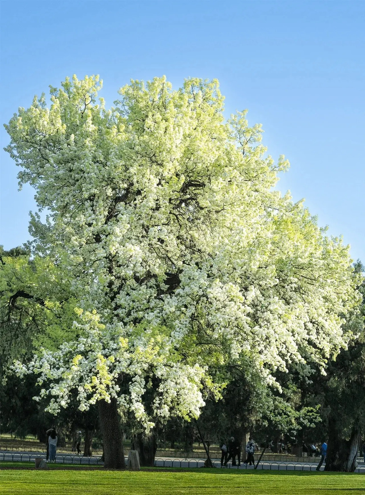 Tặng hoa ngày Tết, đừng gửi nhầm kẻo mất quan hệ Tang hoa ngay Tet, dung gui nham keo mat quan he