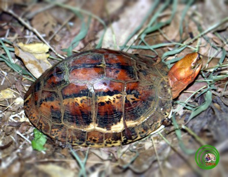 Sự quý hiếm này không chỉ khiến rùa hộp trán vàng trở thành mục tiêu săn bắt mà còn đặt ra thách thức lớn trong công tác bảo tồn.