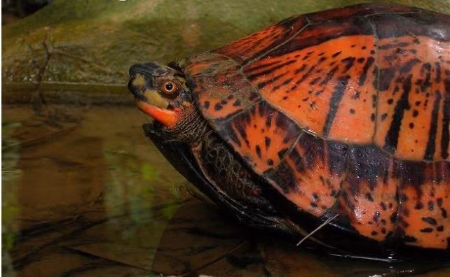 br/> Từ xa xưa, rùa đã đóng vai trò quan trọng trong văn hóa Việt Nam, mang nhiều ý nghĩa biểu tượng sâu sắc.