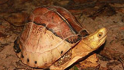 Nâng cao ý thức về tầm quan trọng của loài vật này, đồng thời chấm dứt các hành vi săn bắt, buôn bán trái phép là cách duy nhất để bảo vệ rùa hộp trán vàng khỏi nguy cơ tuyệt chủng, đảm bảo sự đa dạng sinh học cho Việt Nam và thế giới.